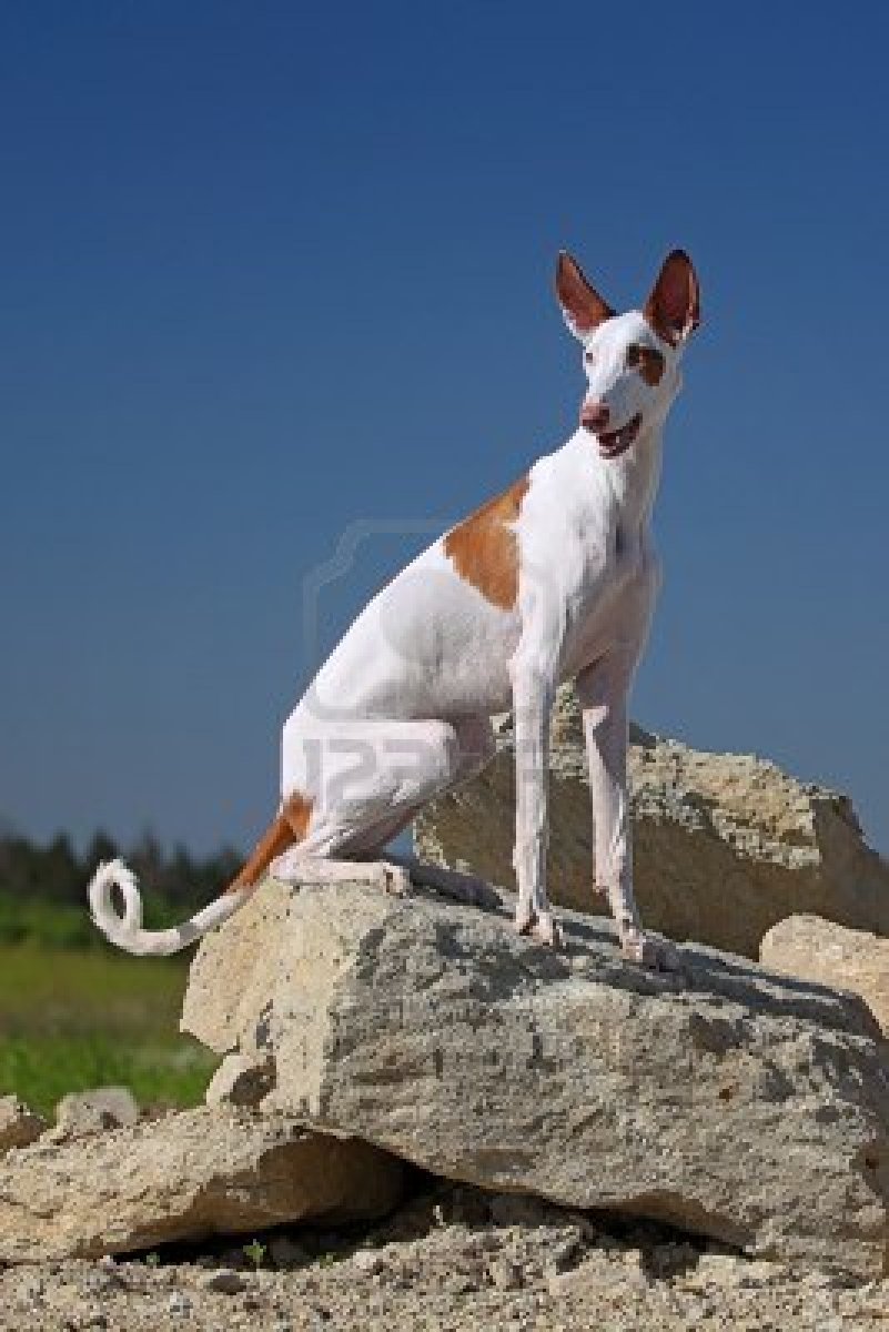 Istrian Shorthaired Hound Dog: Istrian Ibizan Hound Dog On The Mountain Breed