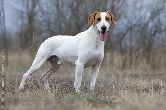 Istrian Shorthaired Hound Dog: Istrian Istarski Gonic Breed