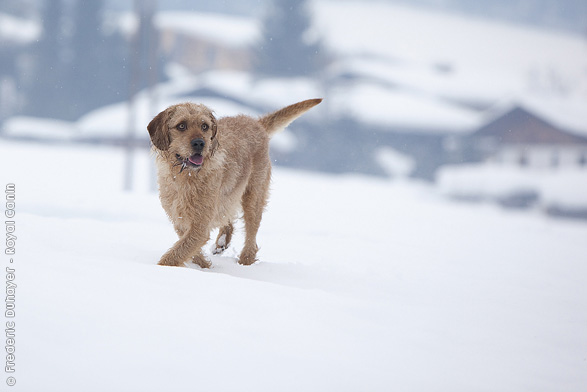 Istrian Shorthaired Hound Dog: Istrian Istrian Coarse Haired Hound Dog In The Snow Breed