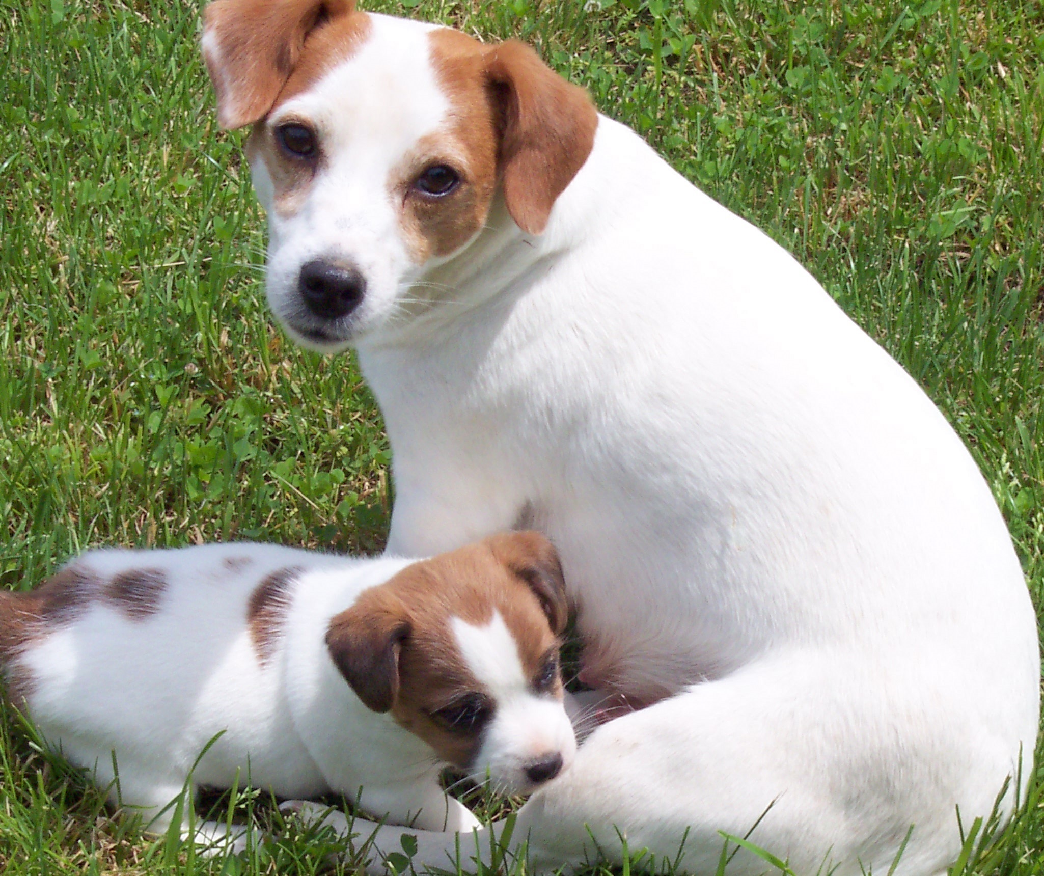 Jack Russell Terrier Puppies: Jack Breed