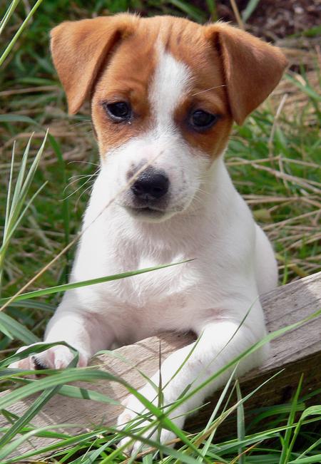 Jack Russell Terrier Puppies: Jack Criaderodejackrussell Breed