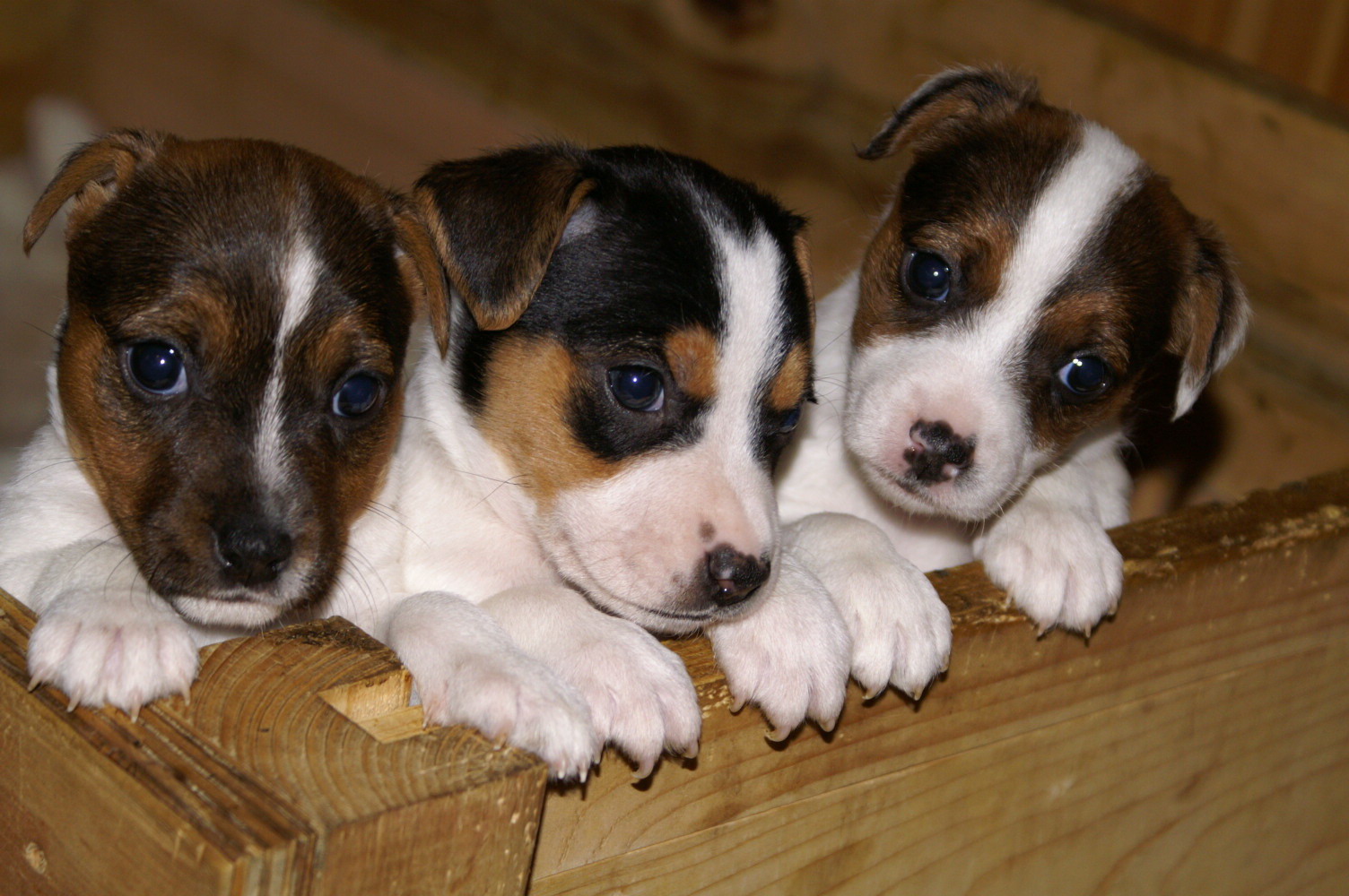 Jack Russell Terrier Puppies: Jack Jack Russell Terrier Puppies Breed