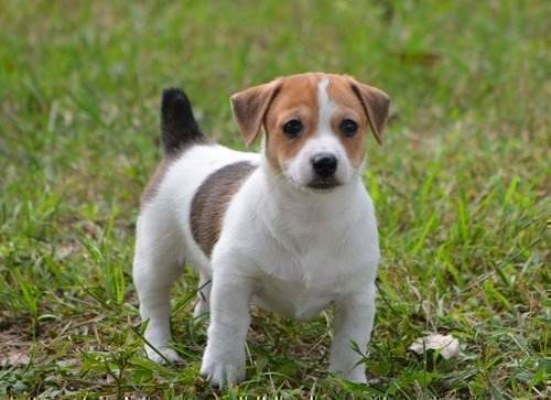 Jack Russell Terrier Puppies: Jack Jack Russell Terrier Puppies For Sale Breed