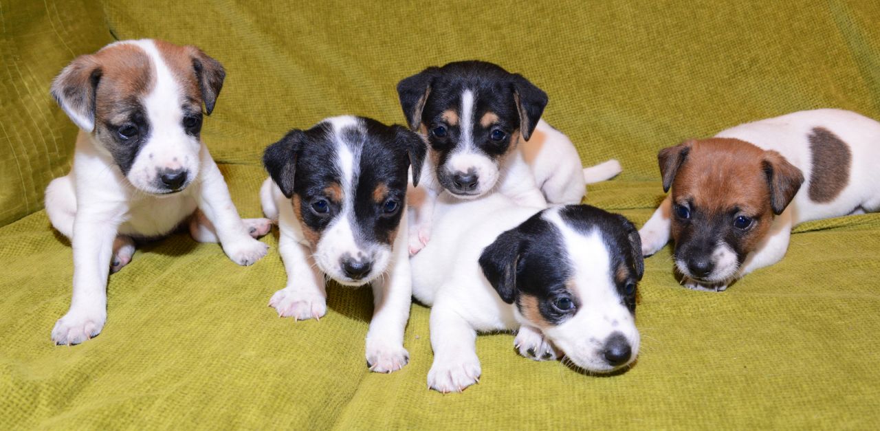 Jack Russell Terrier Puppies: Jack Jack Russell Terrier Puppies Okehampton Breed