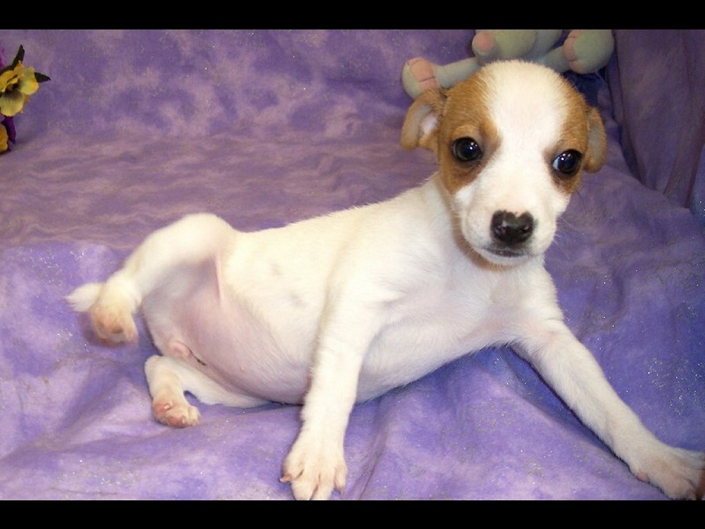 Jack Russell Terrier Puppies: Jack Jack Russell Terrier Puppy Breed