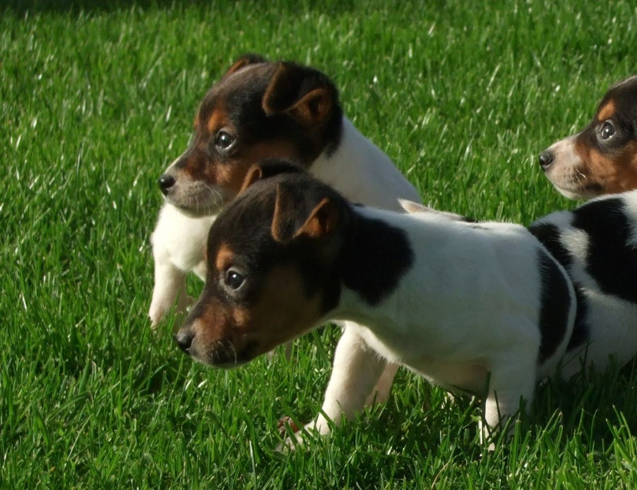 Jack Russell Terrier Puppies: Jack Stunning Jack Russell Terrier Puppies Swansea Breed