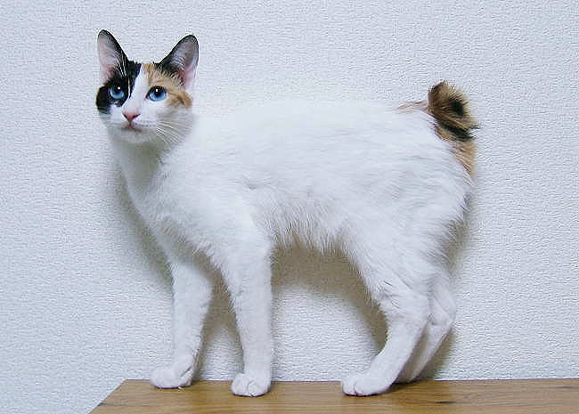 Japanese Bobtail Cat: Japanese Japanese Bobtail Cat Breed