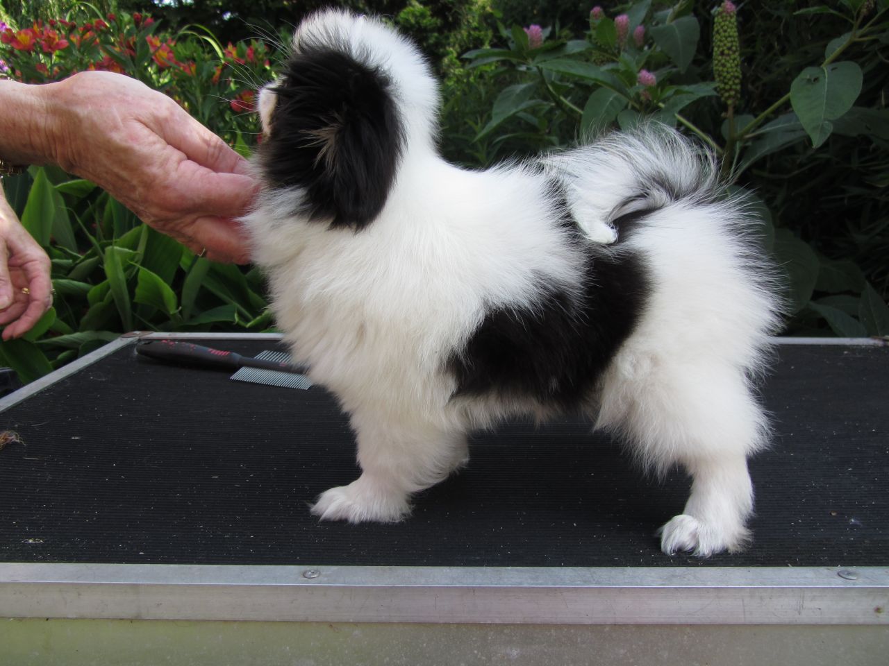 Japanese Chin Puppies: Japanese Japanese Chin Puppies For Sale Goole Breed