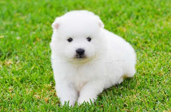 Japanese Spitz Puppies: Japanese Japanese Spitz Purebred Puppies Breed