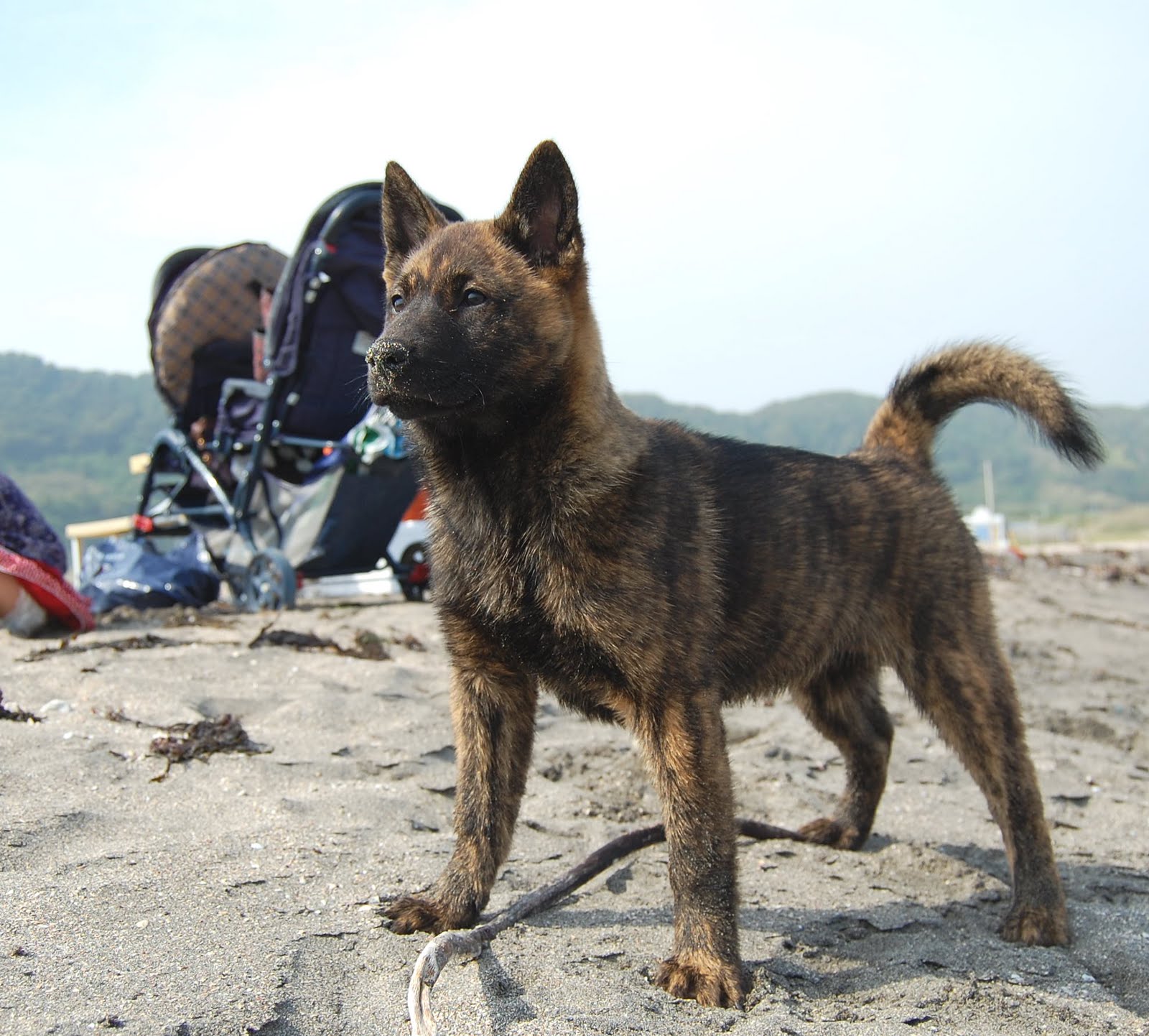 Kai Ken Dog: Kai Kai Ken Dog On The Beach Breed