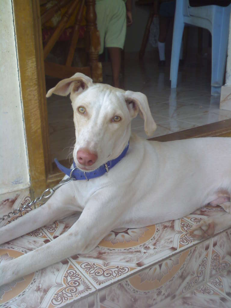 Kaikadi Dog: Kaikadi Cute Rajapalayam Dog Breed