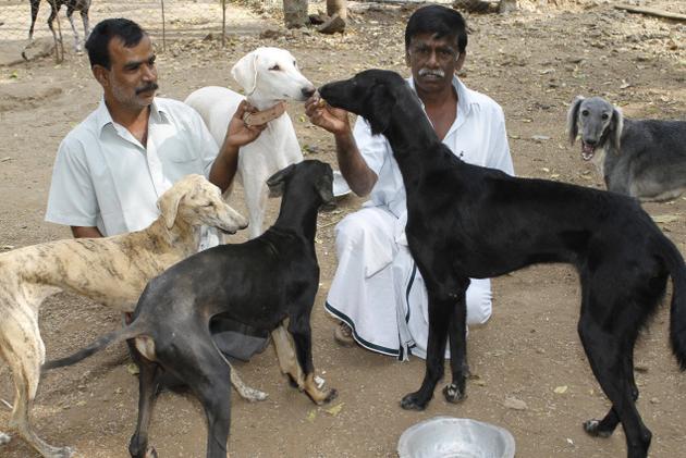 Kaikadi Dog: Kaikadi Dog Breeds Of India