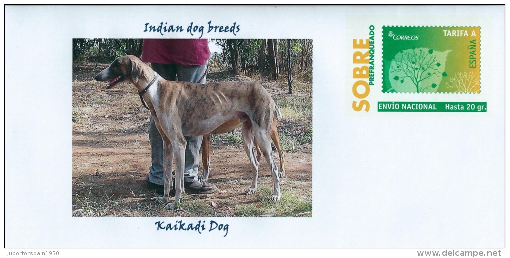 Kaikadi Dog: Kaikadi Idvarspain Indian Dog Breeds Kaikadi Dog Hunde Cani Chiens Dogs Perroslanguagee
