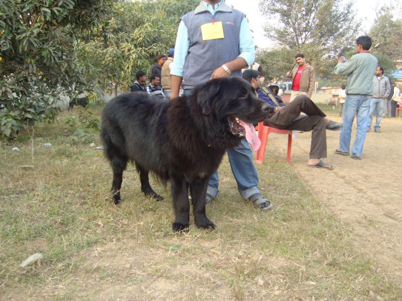 Kaikadi Dog: Kaikadi Patna Dog Show Breed
