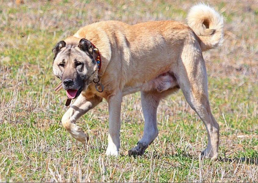 Kangal Dog: Kangal Kangal Dog Fight Breed
