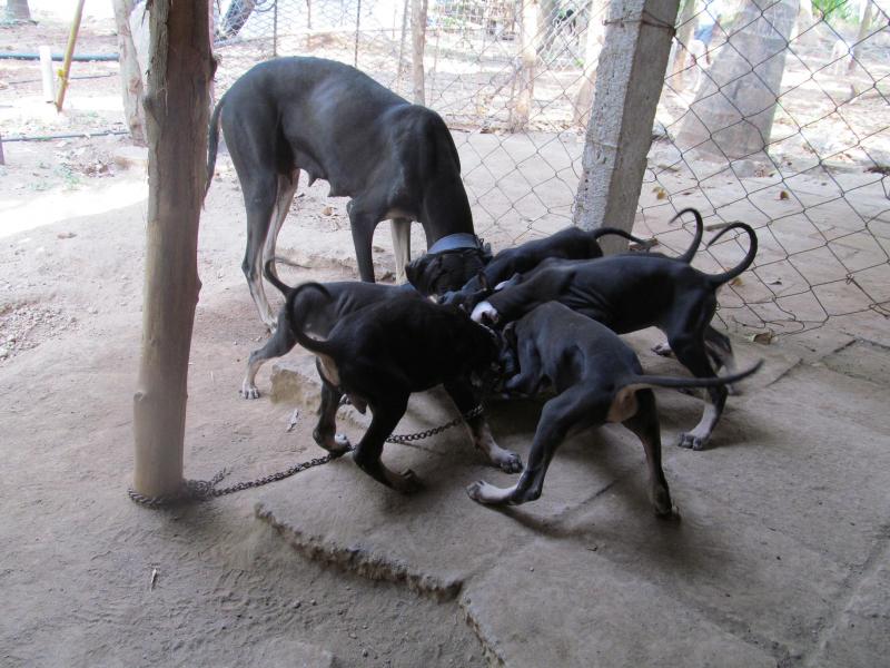 Kanni Puppies: Kanni Dheerajsimmi Kanni Breed