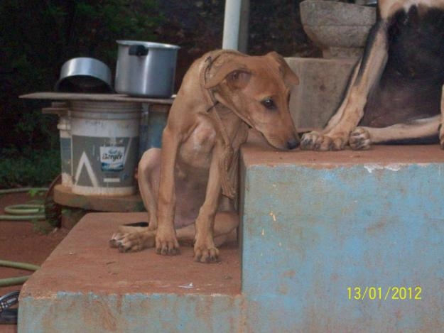 Kanni Dog: Kanni Dogs Kanni Chippiparai Female Puppies For Sale Breed