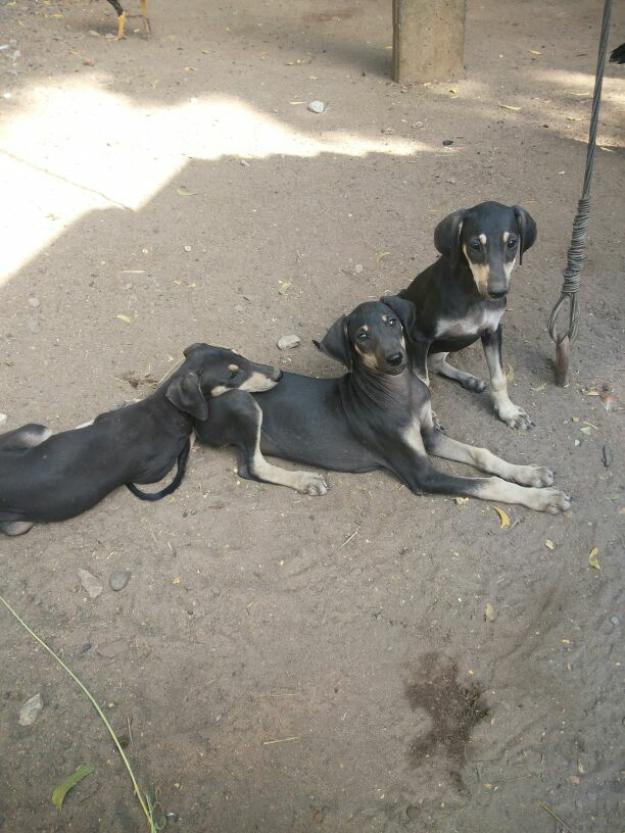 Kanni Puppies: Kanni Female Tellicherry And Kanni Goats Available Breed