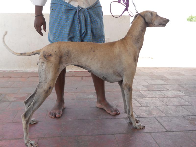 Kanni Puppies: Kanni Httpccsolxincuicccc Rajapalyamchippiparaikombai And Kanni Dogs For Sale Animalsjpg Breed
