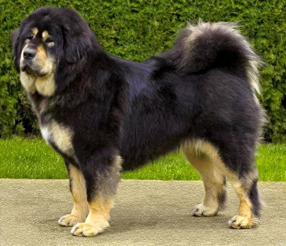 Kanni Dog: Kanni Interesting Dog Breeds That