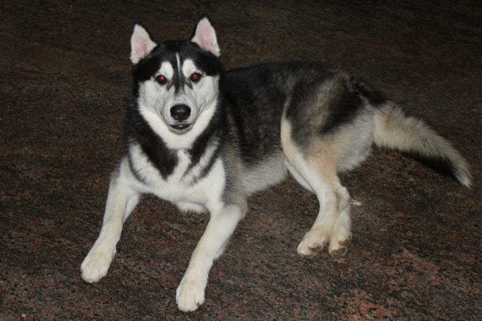 Kanni Dog: Kanni Is It A Crime To Own A Siberian Husky Breed