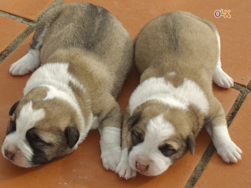 Kanni Puppies: Kanni Kanni Dog Breeds Information