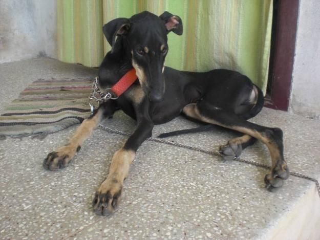 Kanni Dog: Kanni Kanni Puppies Kanni Puppies For Sale Dogs For Sale R Breed