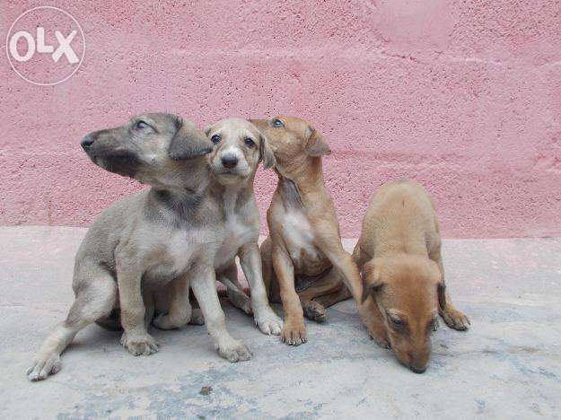 Kanni Puppies: Kanni Original Rajapalayam Chippiparai Kanni Kombai Puppies For You Idtachx Breed