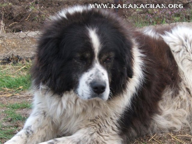 Karakachan Dog: Karakachan Karakachan Bear Dog Breed