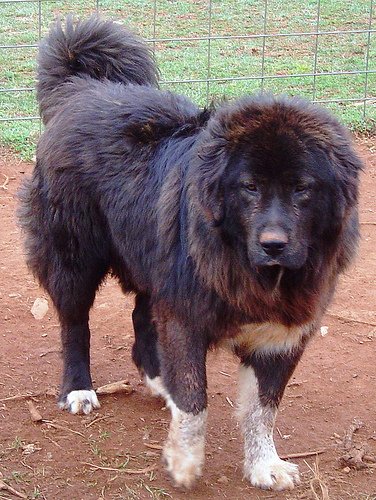 Karakachan Dog: Karakachan Karakachan Dog Breed