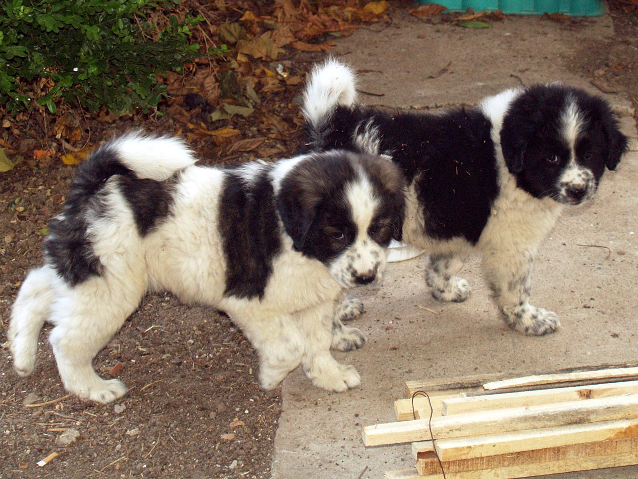 Karakachan Puppies: Karakachan Karakachan Dog Puppies Breed
