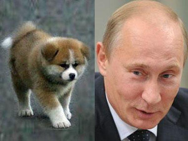 Karakachan Dog: Karakachan Karakachan Dog Putin Breed