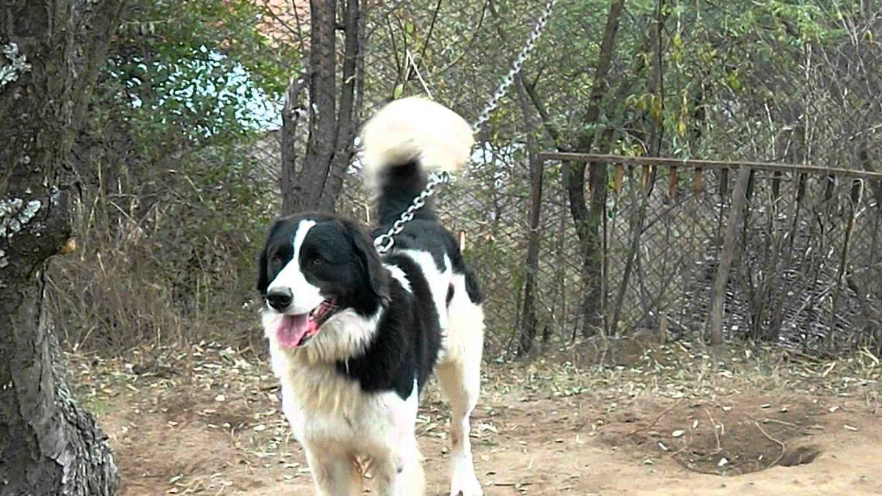 Karakachan Dog: Karakachan Watch Breed