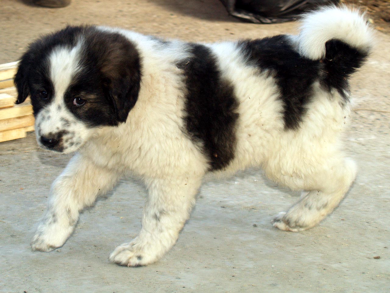 Karakachan Puppies: Karakachan Weeks Old Karakachan Breed