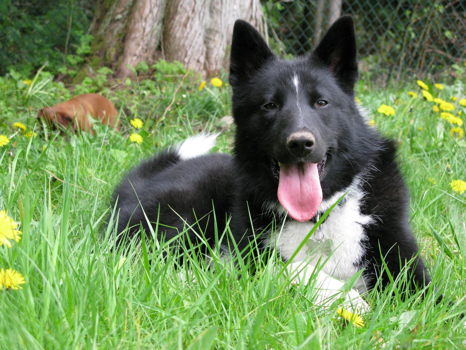 Karelian Bear Dog: Karelian Karelian Bear Dog On The Grass Breed