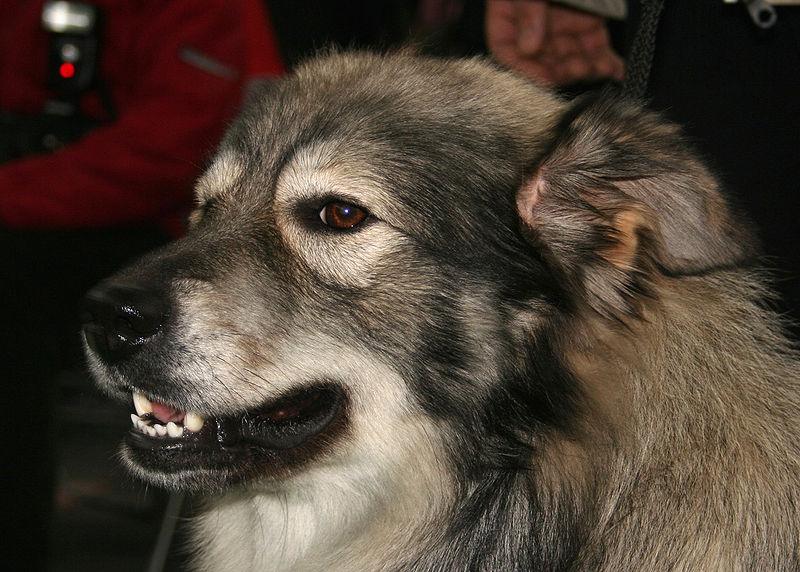Karst Shepherd Dog: Karst Archive Breed