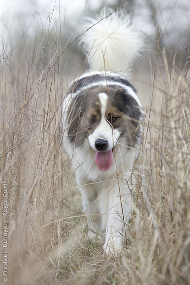 Karst Shepherd Dog: Karst Breed