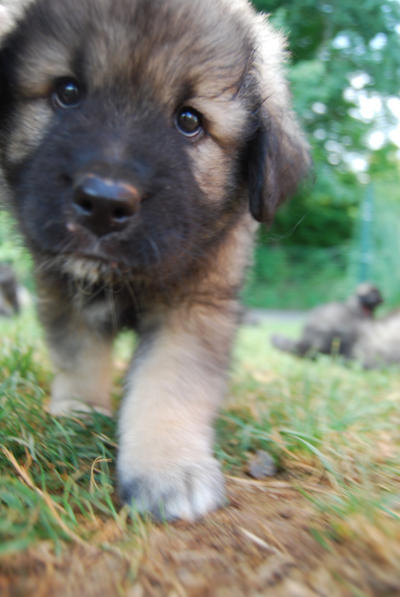Karst Shepherd Dog: Karst Owczarekkraski Breed