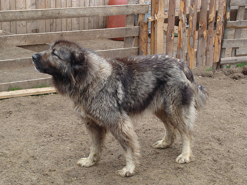 Karst Shepherd Dog: Karst Pastor De Karst Breed