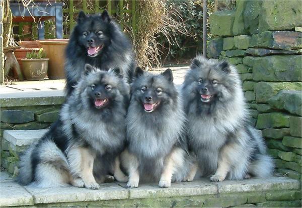 Keeshond Dog: Keeshond Keeshond Dog Review And S Breed