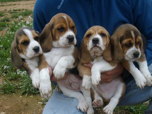 Kerry Beagle Puppies: Kerry Beagle Breed