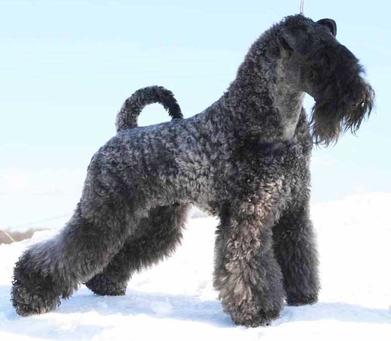 Kerry Blue Terrier Puppies: Kerry Chien Elevage F Breed
