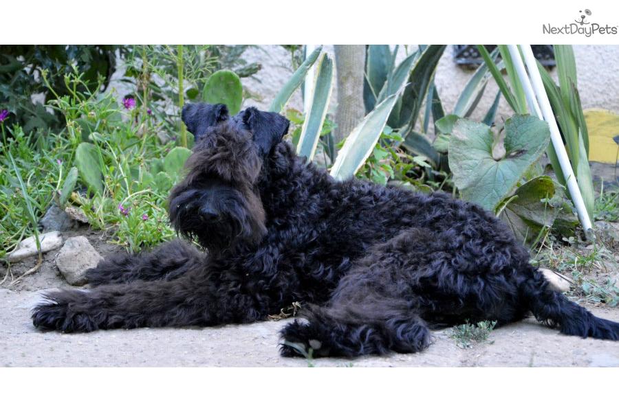 Kerry Blue Terrier Puppies: Kerry Dfcfb Ed Breed