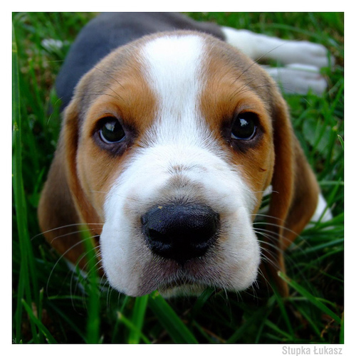 Kerry Beagle Puppies: Kerry Inch Beagle Breed