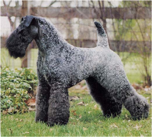 Kerry Blue Terrier Puppies: Kerry Index Breed