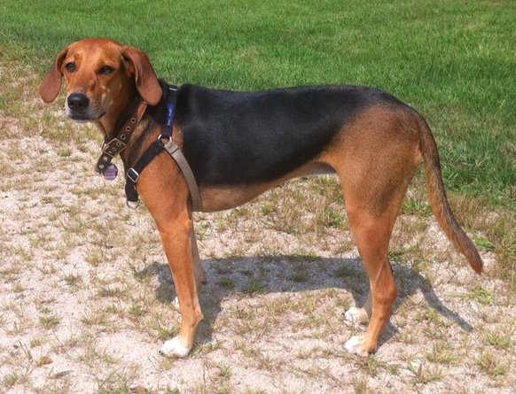 Kerry Beagle Dog: Kerry Irish Dog Breeds