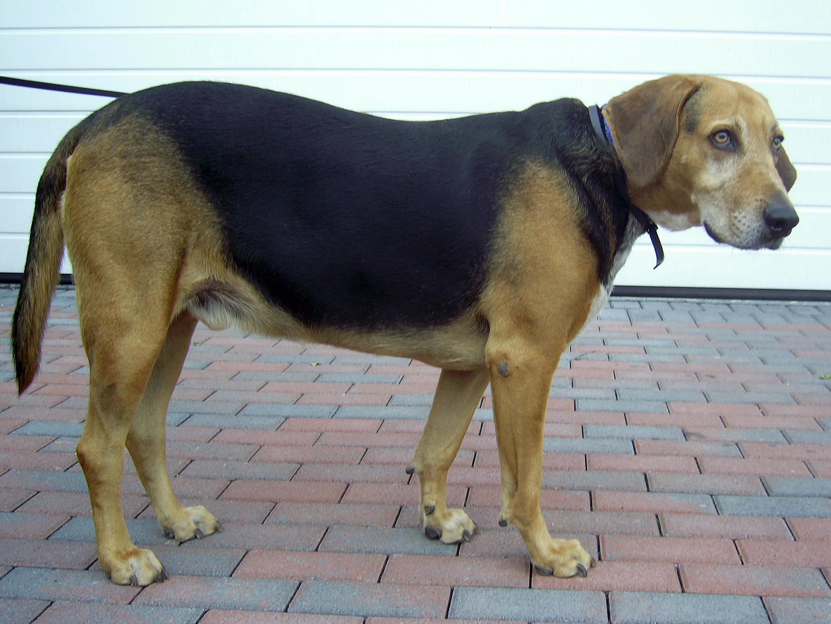 Kerry Beagle Dog: Kerry Kerry Beagle Dog Breed