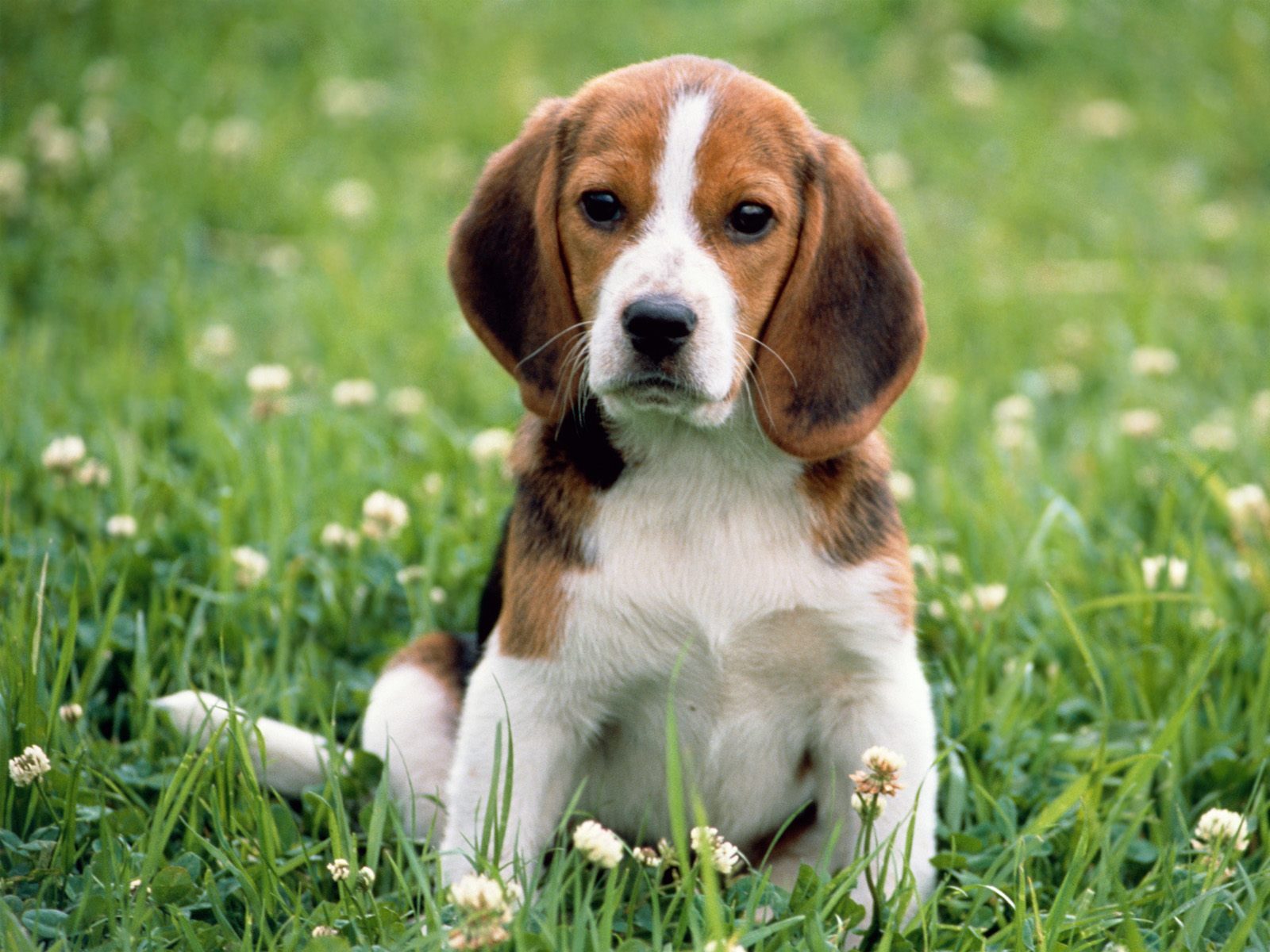 Kerry Beagle Dog: Kerry Kerry Beagle Dog In Flowers Breed