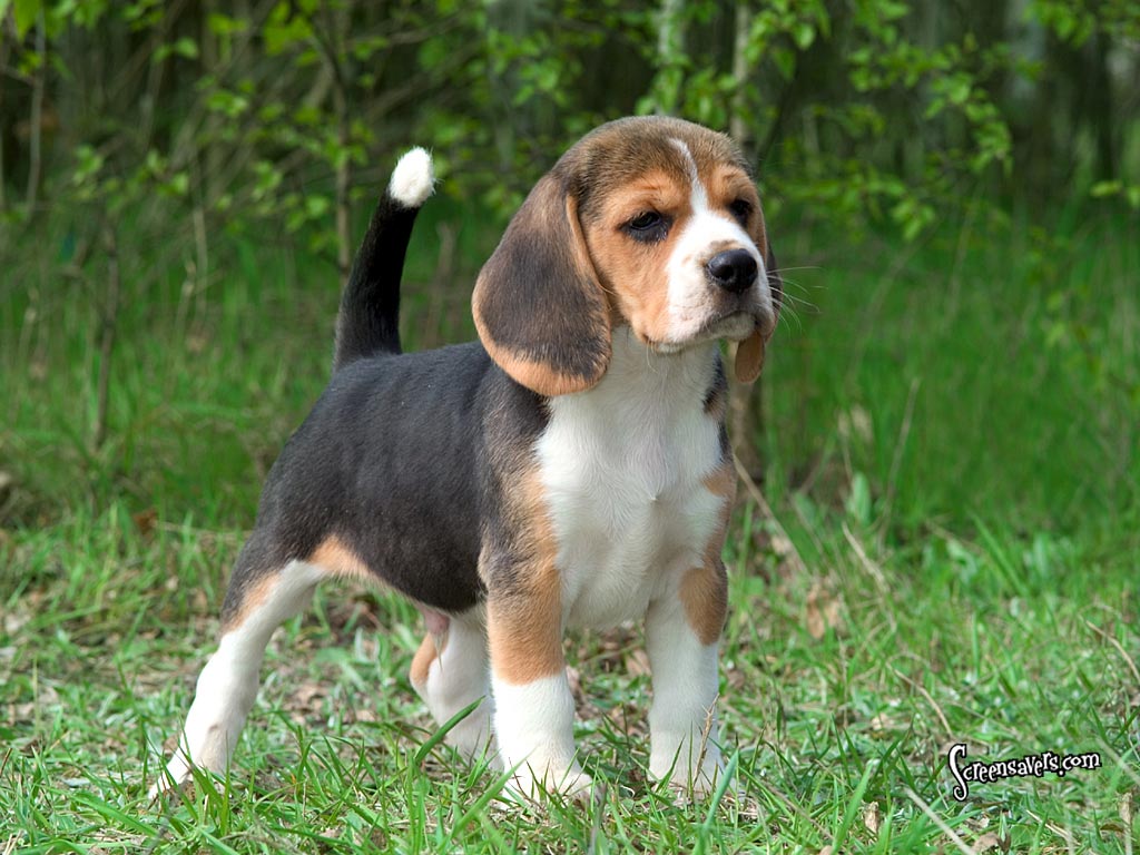 Kerry Beagle Dog: Kerry Kerry Beagle Puppy Breed