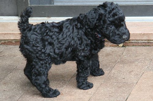 Kerry Blue Terrier Puppies: Kerry Kerry Blue Terrier Gallery Pictures Of Kerry Blue Terriers Breed